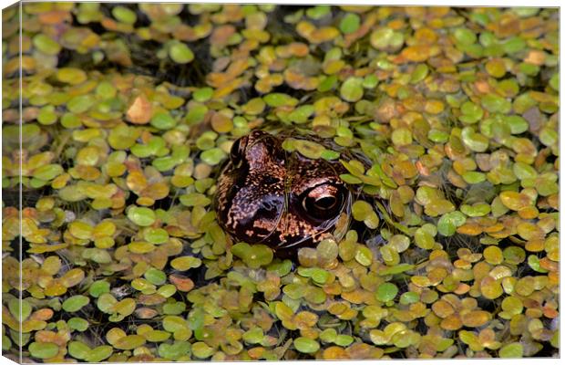 Common Frog Canvas Print by Roger Green