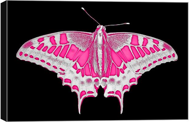 Pink Butterfly Canvas Print by Roger Green