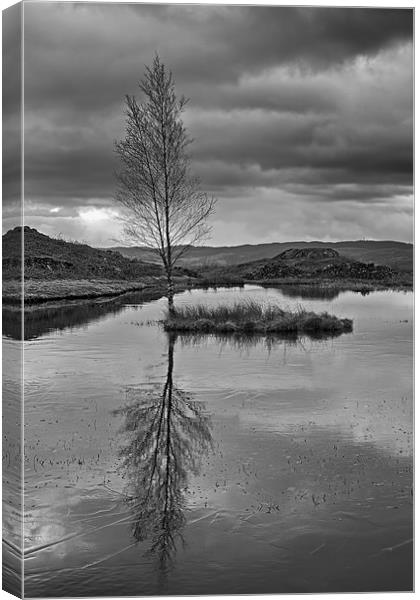 Iced Lily Tarn Canvas Print by Roger Green