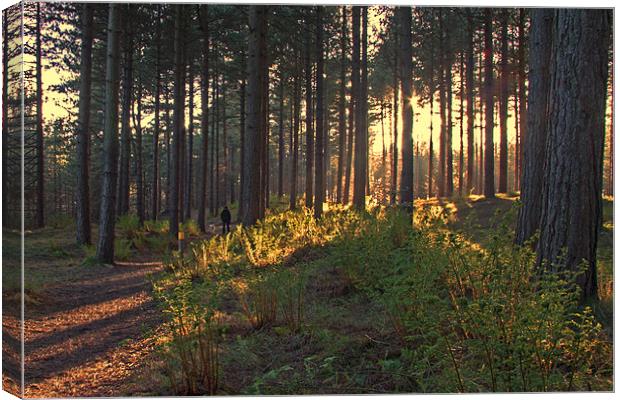 A Stroll in the Woods Canvas Print by Roger Green