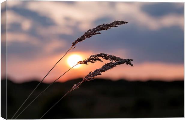 Grass Sunset Canvas Print by Roger Green
