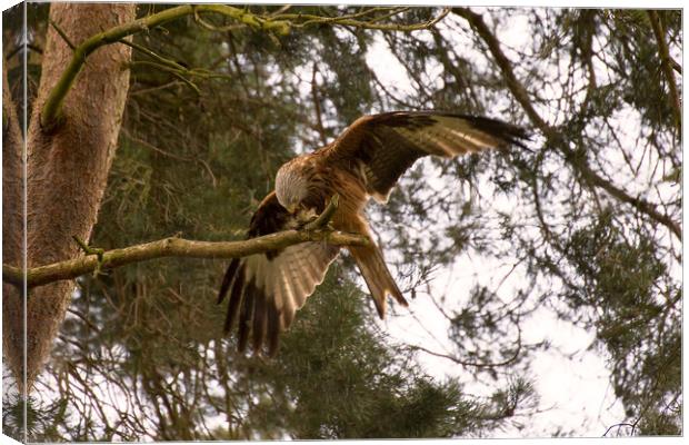 Red Kite Canvas Print by Roger Green