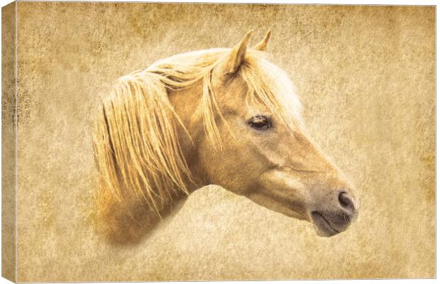 Horse Canvas Print by Roger Green