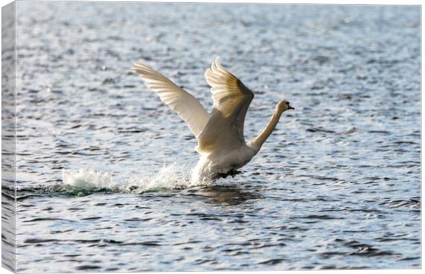 Mute Swan Canvas Print by Roger Green
