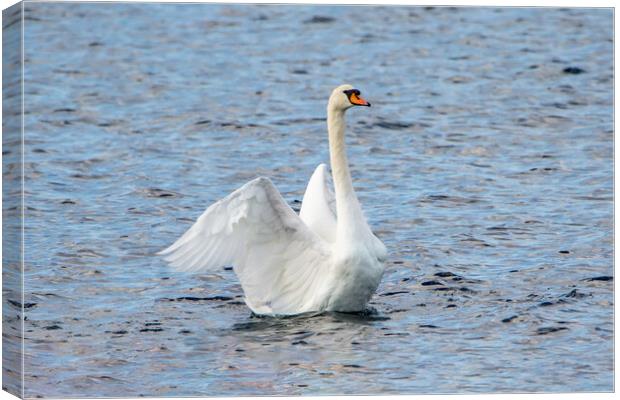 Mute Swan Canvas Print by Roger Green