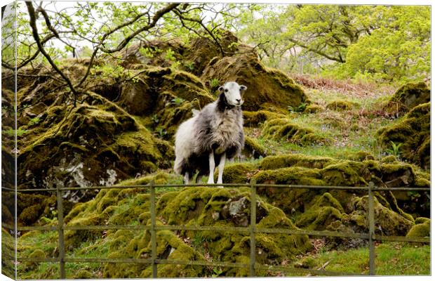 Herdwick Sheep Canvas Print by Roger Green