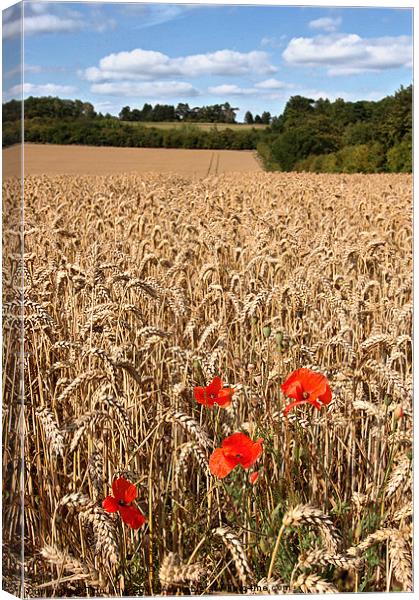 Poppies in a wheat field Canvas Print by Tytn Hays