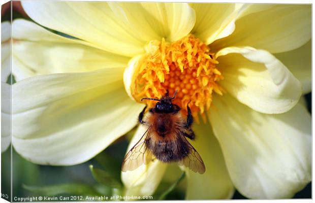 Busy Bee Canvas Print by Kevin Carr