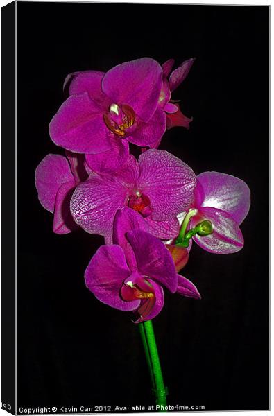 Purple Orchid Canvas Print by Kevin Carr