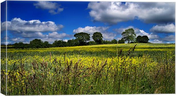 Yellow Field Scenery Canvas Print by Kevin Carr