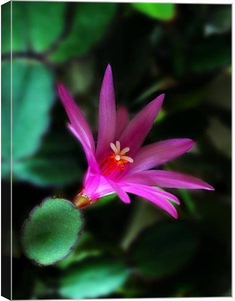 Christmas Cactus Flower Canvas Print by Kevin Carr