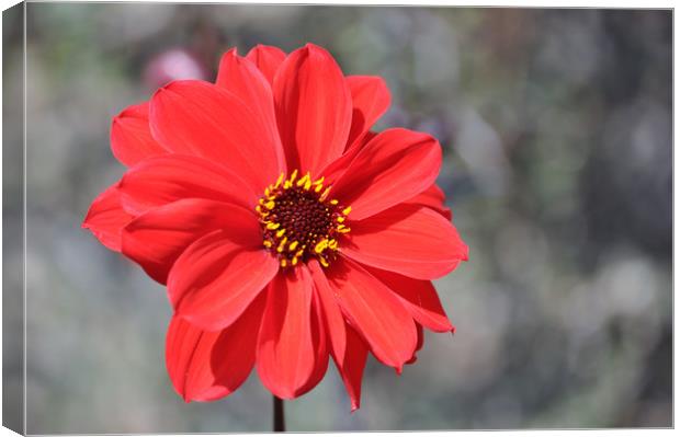 Lone Red Flower Canvas Print by Robin Lodge