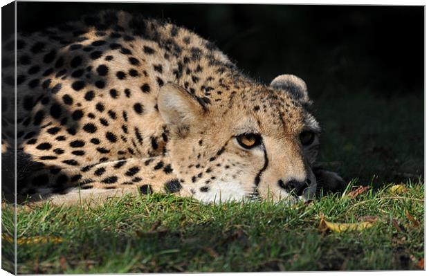 Resting Cheetah Canvas Print by Robin Lodge