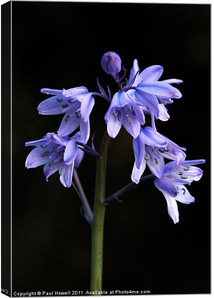 Spanish Bluebell Canvas Print by Paul Howell