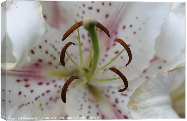 lily close up Canvas Print by steve livingstone