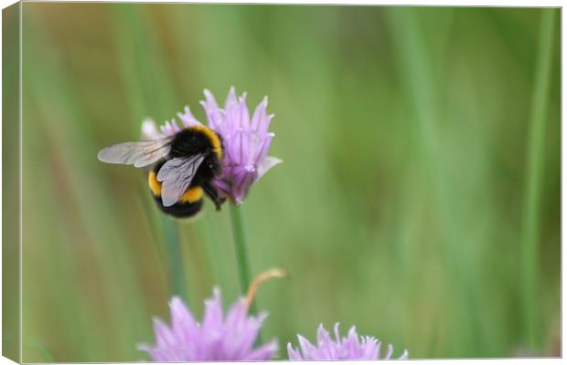 bumble bee Canvas Print by steve livingstone