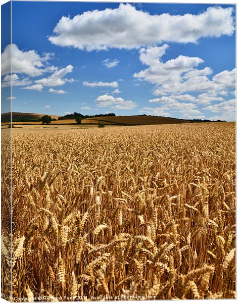 Fields of Gold Canvas Print by Richard Peck