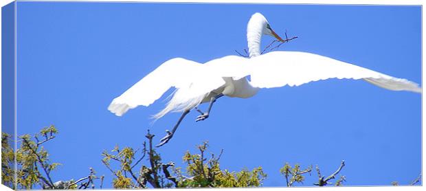 Preparing The Nest Canvas Print by Sharon Pfeiffer