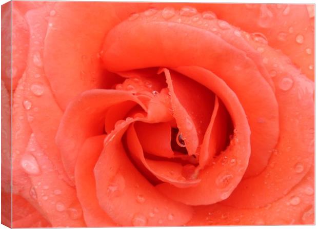 A beautiful Peach Rose. Canvas Print by Becky Dix