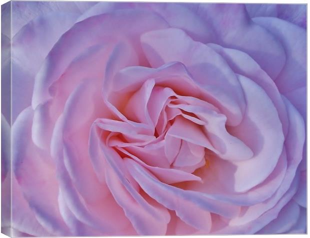 A Beautiful Baby Pink Rose. Canvas Print by Becky Dix