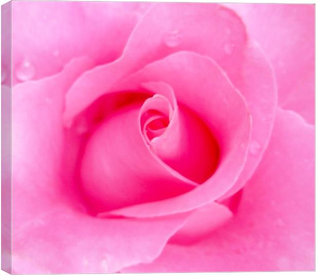 A Beautiful shocking Pink Rose. Canvas Print by Becky Dix