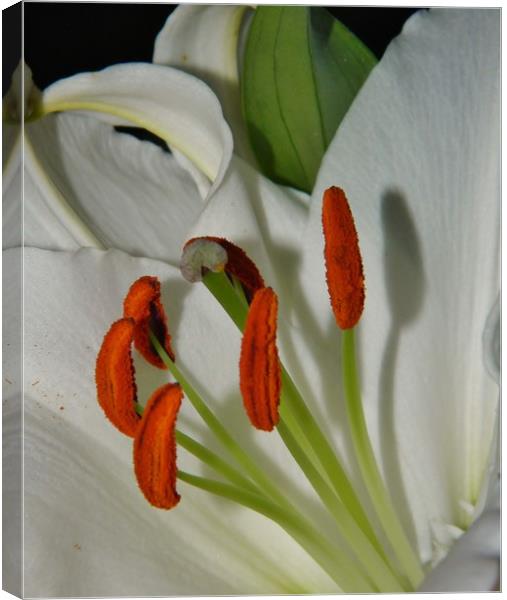 White Oriental Lily. Canvas Print by Becky Dix