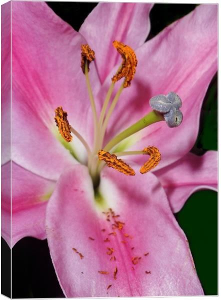 Pink Lily. Canvas Print by Becky Dix