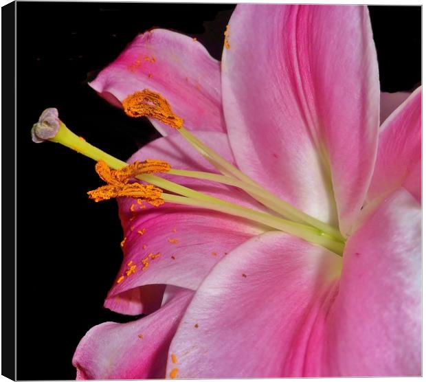 Pretty Pink Lily. Canvas Print by Becky Dix
