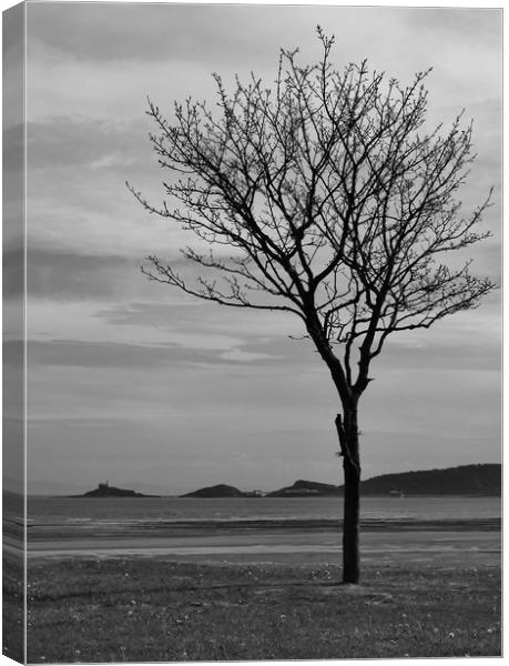 A Tree and Beyond. Canvas Print by Becky Dix