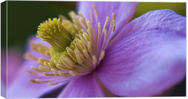 Pink Clematis Canvas Print by Becky Dix