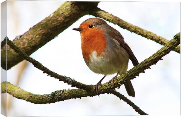 My Christmas Robin. Canvas Print by Becky Dix