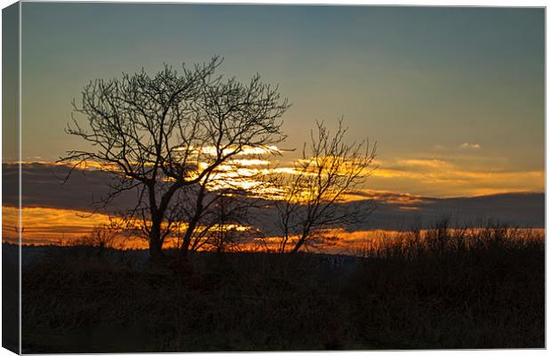 Tree Silhouettes at Sunset 1 Canvas Print by Becky Dix