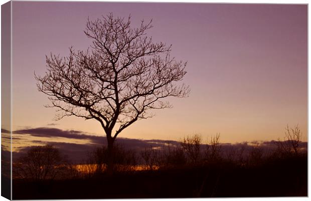 Tree Silhouettes at Sunset 2 Canvas Print by Becky Dix