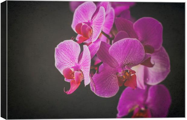 Fuschia Orchid. Canvas Print by Becky Dix