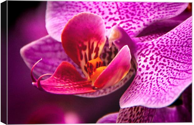 The Beautiful Orchid. Canvas Print by Becky Dix