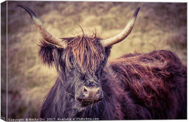 Larry the Longhorned Highland Cow! Canvas Print by Becky Dix