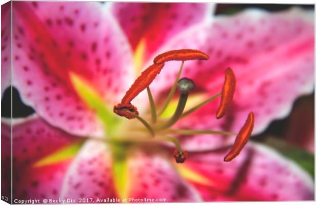The Stargazer Lily. Canvas Print by Becky Dix