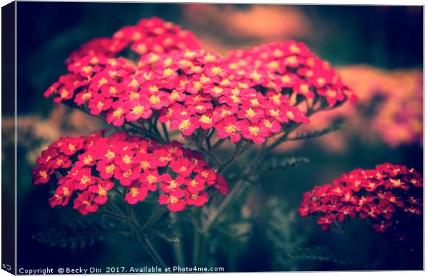Red Yarrow. Canvas Print by Becky Dix