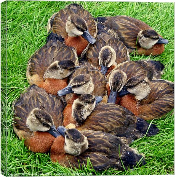 White faced whistling ducks Canvas Print by Ciara Hegarty