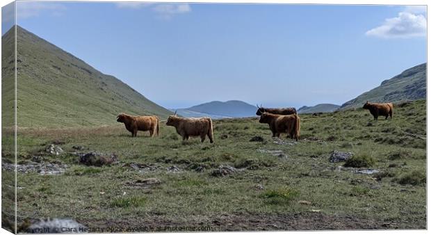 Highland herd Canvas Print by Ciara Hegarty