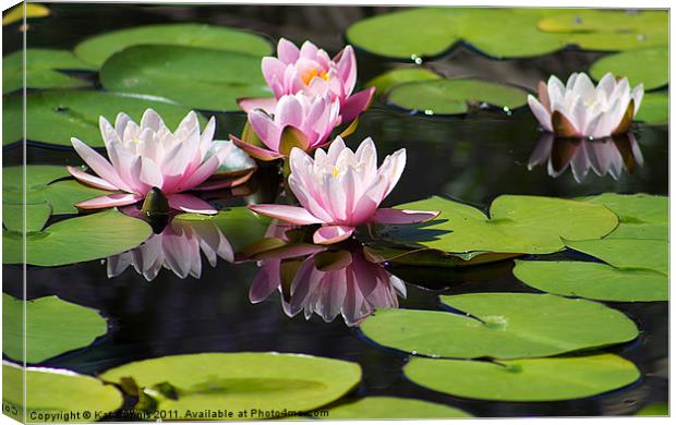 Reflected Water Lily Canvas Print by Kat Dennis