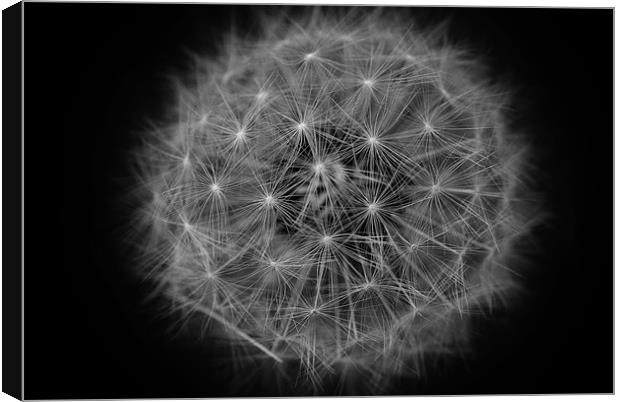 One oclock Dandelions Canvas Print by Gareth Harding