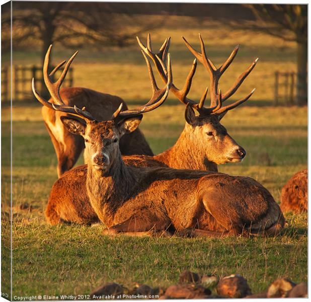 Red Stags Canvas Print by Elaine Whitby