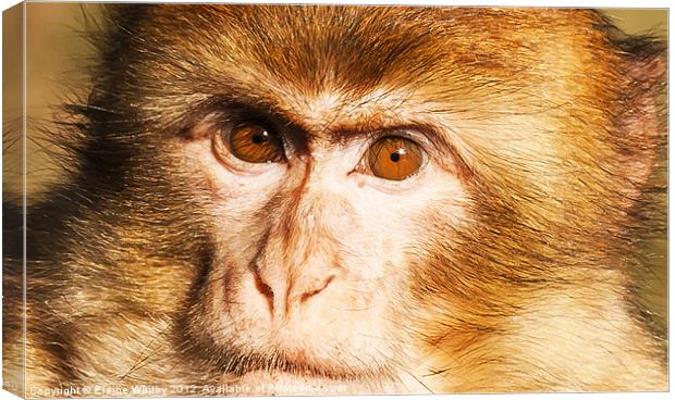 Face of a Monkey Canvas Print by Elaine Whitby