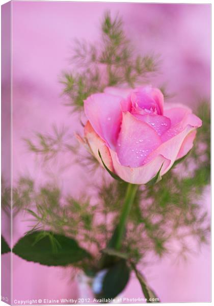 Pink Rose Canvas Print by Elaine Whitby