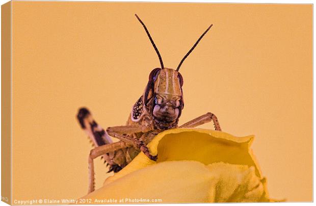 Locust Canvas Print by Elaine Whitby