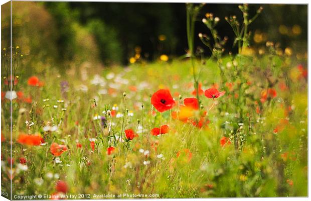 Summer Day in the Meadow Canvas Print by Elaine Whitby