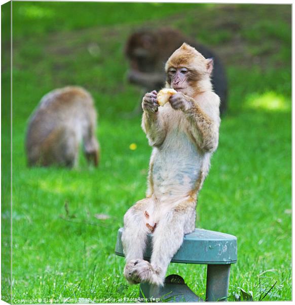 Excuse me while I enjoy my Lunch Canvas Print by Elaine Whitby