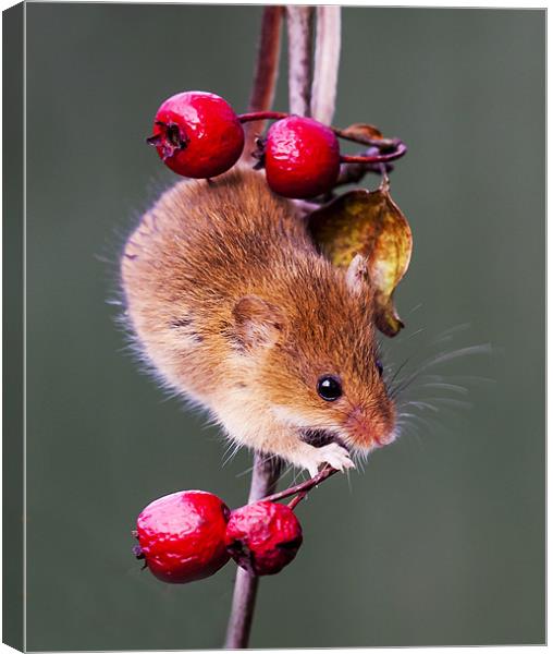 Harvest Mouse Canvas Print by Elaine Whitby