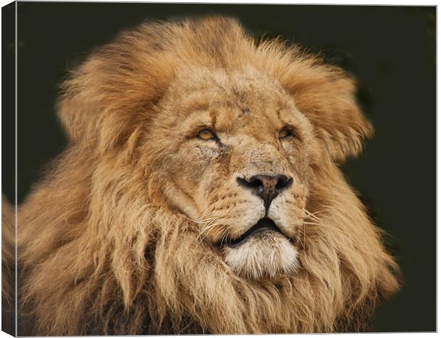 Leo the Lion Canvas Print by Elaine Whitby